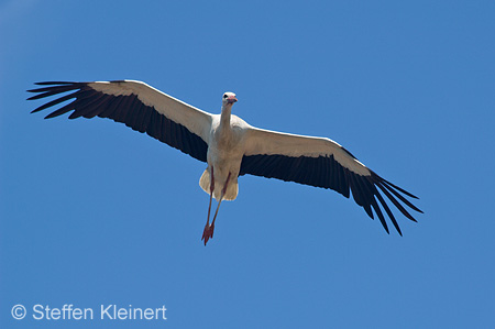 Weißstorch, Ciconia ciconia 014